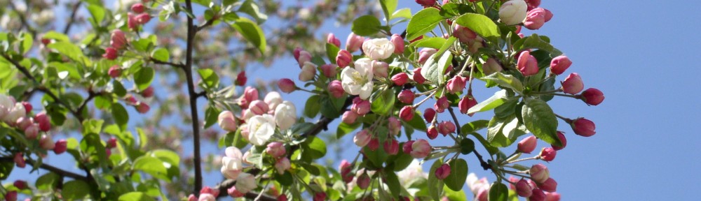 Kohtla – Järve Keskraamatukogu