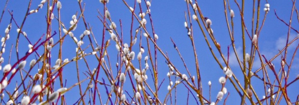 Kohtla – Järve Keskraamatukogu